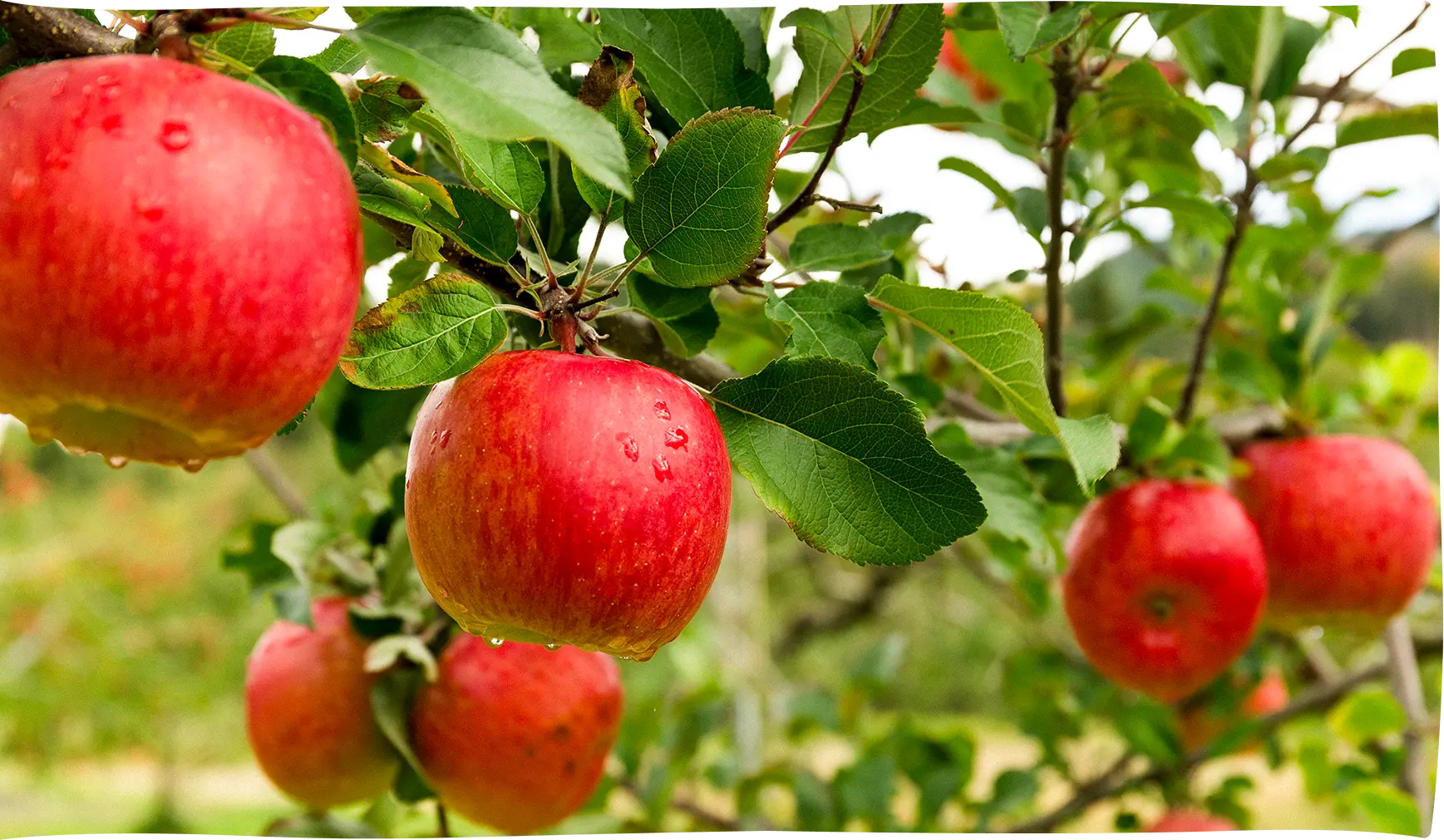 リンゴの木の画像
